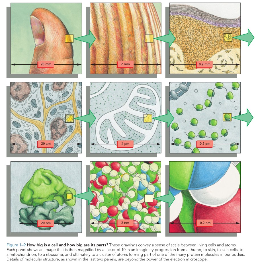 B. 艾伯茨、D. 布雷、K. 霍普金、A. 约翰逊、J. 刘易斯、M. 拉夫、K. 罗伯茨、P. 沃尔特《细胞生物学精要》第 3 版