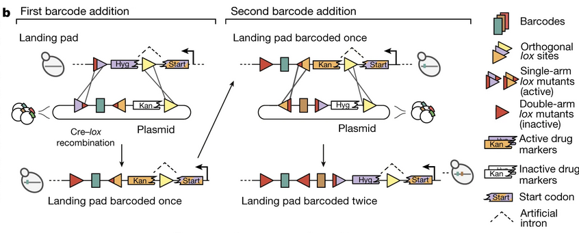 Figure 1(b) of Nguyen Ba, A.N. et al (2019) Nature