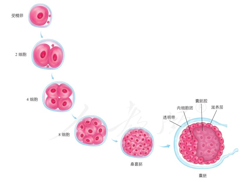 《人教版·高中生物·选择性必修3·生物技术与工程》图2-21