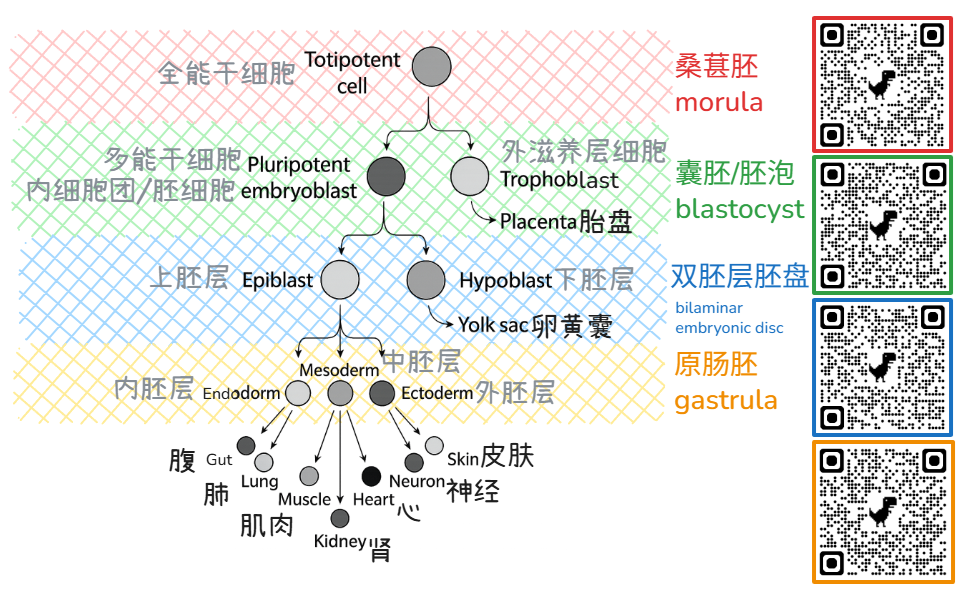 根据 Phillip Ball 《How Life Works》第 6 章图 6.7 翻译和二创，灰色汉字是右侧彩色结构的组成部分，黑色汉字是独立的结构，右侧二维码是对应颜色结构的维基百科链接。