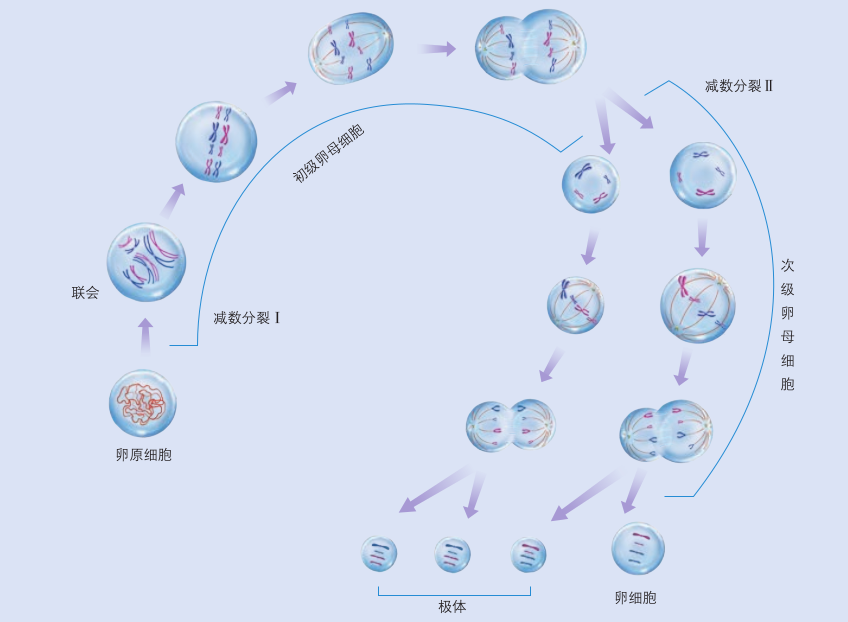 《人教版·高中生物·必修2·遗传与进化》图2-5