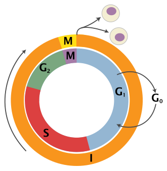 细胞周期的划分,来自维基百科,作者 Zephyris,以 CC BY-SA 3.0 协议分享
