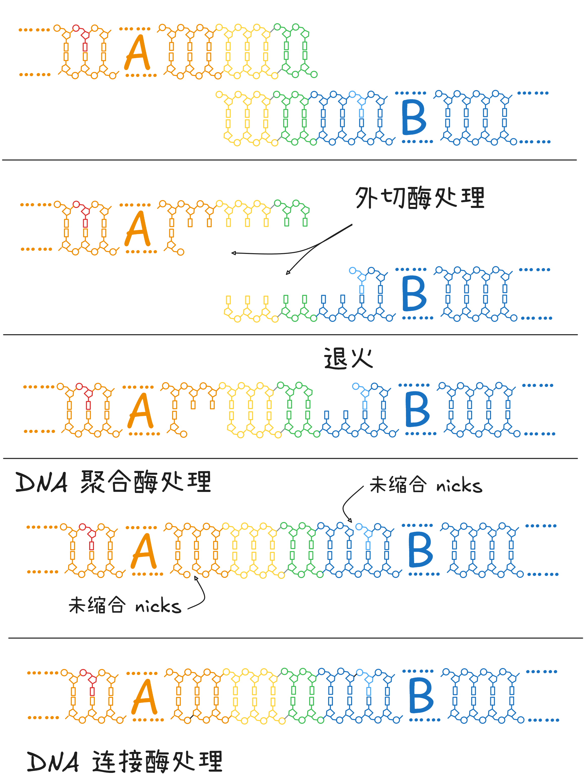 我说这张图比维基百科 https://en.wikipedia.org/wiki/Gibson_assembly 更好，谁赞成谁反对