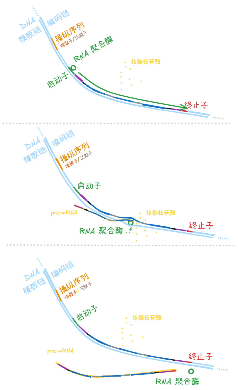 RNA 聚合酶对转录过程进行催化