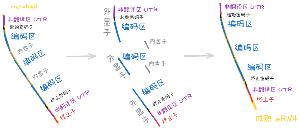 mRNA 的转录后修饰