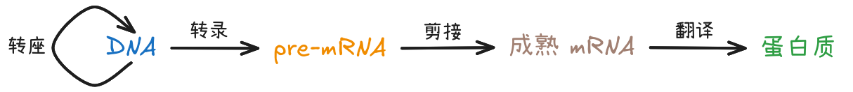 这不是中心法则
