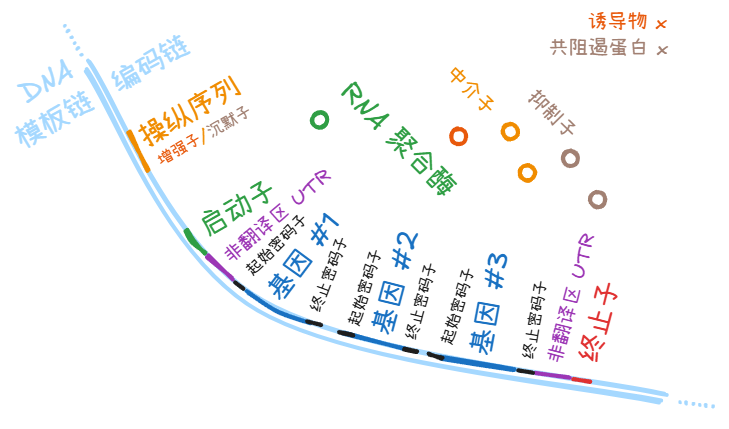 操纵子 (operon)